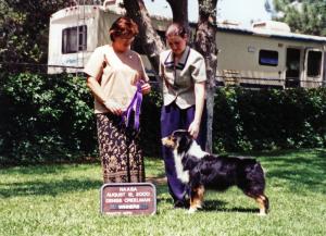 Cody going Winners Dog at NAASA under ASCA Senior Breeder Judge Denise Creelman August 12, 2000.         